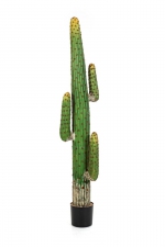 Mexican Cactus 170cm